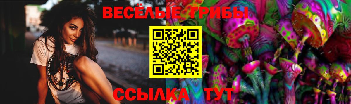 Псилоцибиновые грибы Psilocybe Новошахтинск